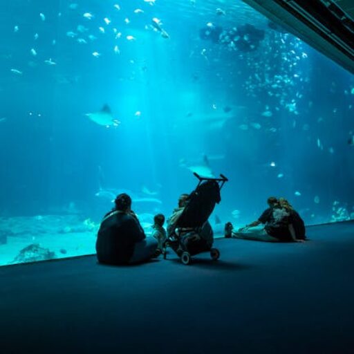 Krewetka wiśniowa rozmnażanie – poradnik hodowcy