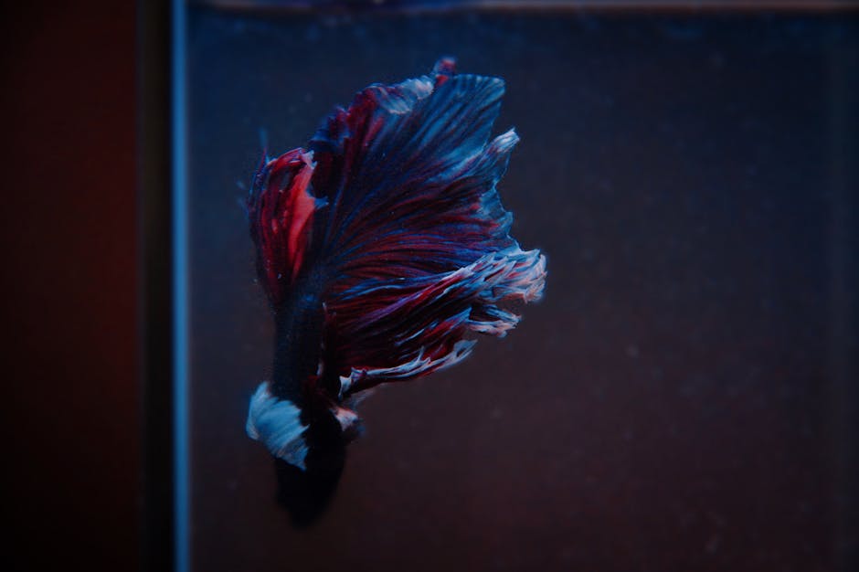 Nano akwarium – od czego zacząć przygodę?