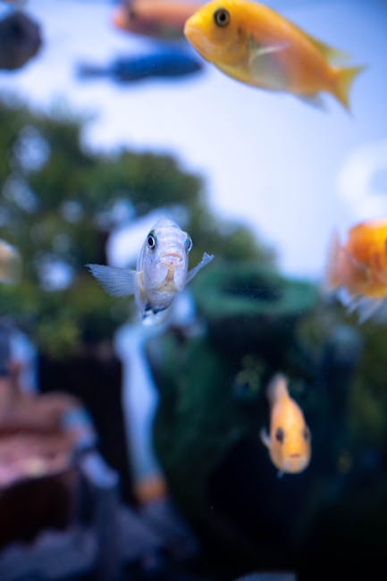 Akwarium stoi puste jak zacząć cykl krok po kroku