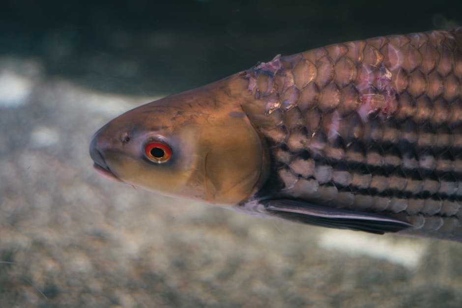 Wzdęty Brzuch u Ryby – Przyczyny i Sposoby Pomocy