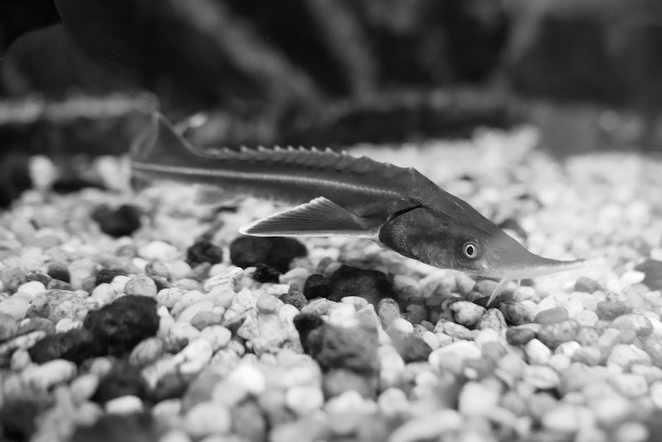 Karaś akwariowy pielęgnacja – wszystko co musisz wiedzieć