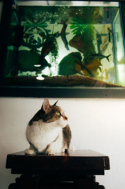Akwarium 100l jakie ryby wybrać? Poradnik