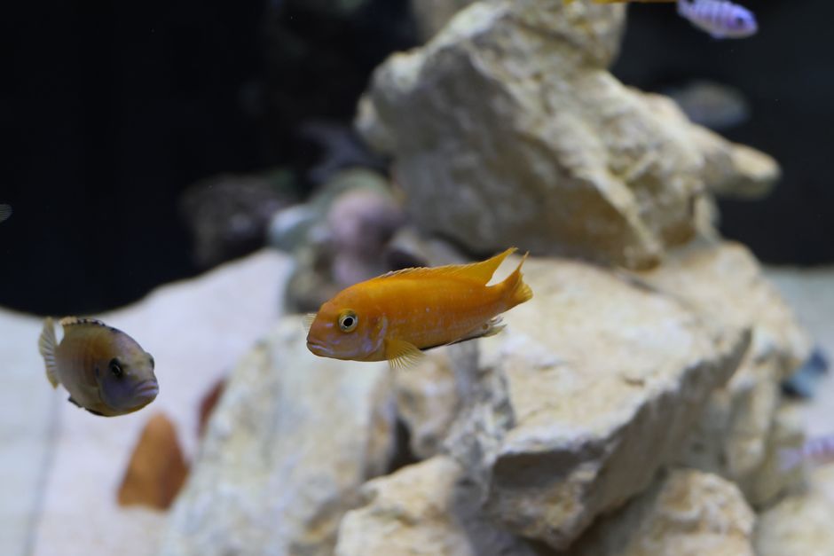 Krewetki Caridina parametry wody – poradnik akwarystki